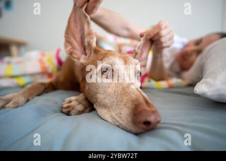 Simpatico e divertente muso di Magyar ungherese di razza pura Vizsla cane con orecchie in alto. Proprietaria e animale domestico a letto Foto Stock