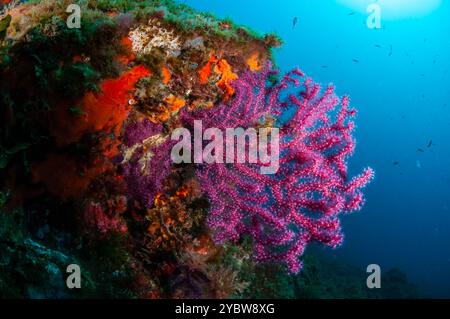 Frusta di mare violescente, Paramuricea clavata, Cadaques, Costa Brava, Catalogna, Spagna Foto Stock