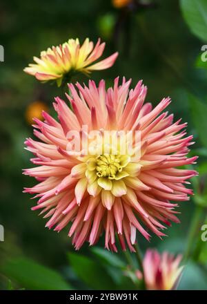 Arancio, cactus giallo dahlia 'Cabana Banana' fiore nelle giornate di sole con un piacevole e soffice sfondo bokeh sfocato nel giardino del cottage. Foto Stock