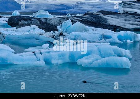 Islanda, Islanda orientale, Austurland, Parco nazionale Vatnajokull, lago glaciale Jokulsarlon, foca per nuoto Foto Stock