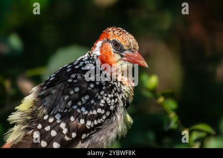 Ritratto di barbet, Trachyphonus erythrocephalus, donna adulta rossa e gialla Foto Stock