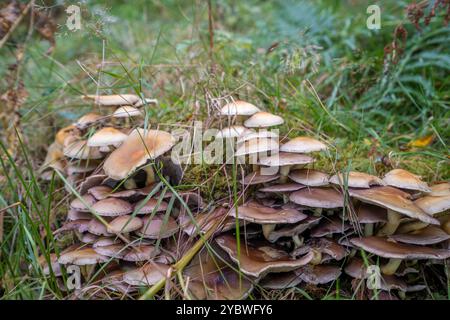 Un mucchio di funghi sul pavimento del bosco Foto Stock