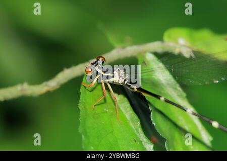 Una damselfly piatta a gambe rosse maschile (Rhipidolestes aculeatus aculeatus) è arroccata su una foglia verde, che mostra le sue impressionanti gambe rosse e nere e te Foto Stock