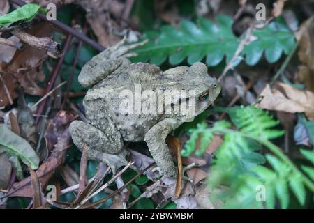 Un rospo asiatico ben mimetizzato (Bufo bankorensis) riposa tra le foglie cadute sul fondo della foresta. La sua pelle verrusca e gli occhi rossi distintivi sono visibili. C Foto Stock