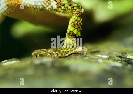 Una macro fotografia del piede di una lucertola japalura dalla bocca gialla, che mostra dettagli intricati delle sue squame e degli artigli affilati. Nuova Taipei, Taiwan. Foto Stock