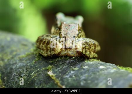 Una vivace rana di Swinhoe (Odorrana swinhoana) è arroccata su un tronco muschiato, che mostra i suoi distintivi segni verdi e marroni. I suoi grandi occhi rotondi e' Foto Stock