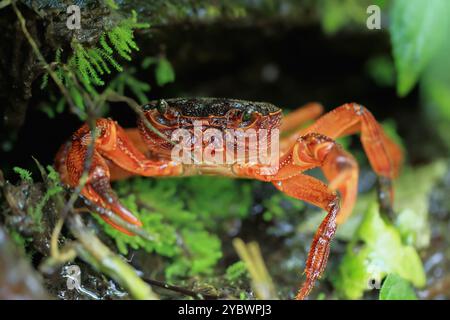 Una macro fotografia del volto di un granchio d'acqua dolce di Rathbun, che mostra i suoi dettagli intricati e l'impressionante colore rosso. Gli occhi composti e il potere del granchio Foto Stock