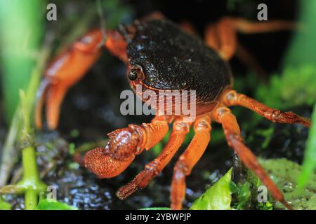 Una macro fotografia del volto di un granchio d'acqua dolce di Rathbun, che mostra i suoi dettagli intricati e l'impressionante colore rosso. Gli occhi composti e il potere del granchio Foto Stock