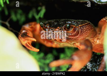 Una macro fotografia del volto di un granchio d'acqua dolce di Rathbun, che mostra i suoi dettagli intricati e l'impressionante colore rosso. Gli occhi composti e il potere del granchio Foto Stock