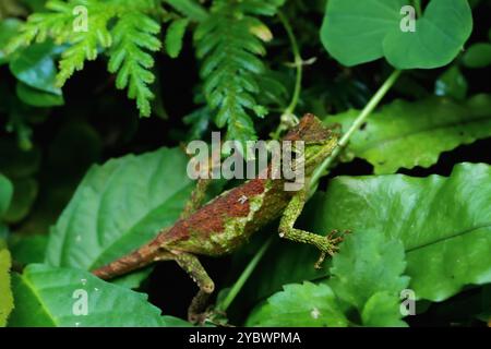 Una lucertola japalura dalla bocca gialla ben mimetizzata arroccata su una foglia, le sue scaglie verdi e marroni si fondono perfettamente con l'ambiente circostante. Nuova Taipei Foto Stock