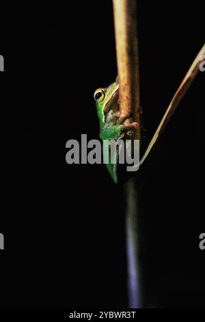 Una vivace rana verde smeraldo si aggancia a un ramoscello sottile, con i suoi grandi occhi dorati fissati sulla fotocamera. Taiwan, nuova Taipei. Foto Stock