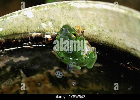 Una rana di Taipei è parzialmente sommersa in un contenitore pieno d'acqua, che depone una massa di uova spumose. Nuova Taipei, Taiwan. Foto Stock