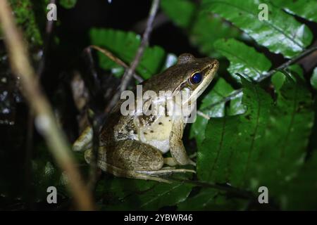 Una rana di Gunther (Sylvirana guentheri) è arroccata su una grande foglia verde in una lussureggiante foresta pluviale tropicale. La pelle martellata della rana offre un'eccellente qualità Foto Stock