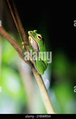 Una vivace rana verde smeraldo si aggancia a un ramoscello sottile, con i suoi grandi occhi dorati fissati sulla fotocamera. Taiwan, nuova Taipei. Foto Stock