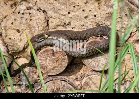 Serpente d'erba sbarrata (Natrix helvetica) che si riscalda al sole Foto Stock