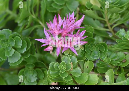 Caucasico-stonecrop - Phedimus spurius Foto Stock