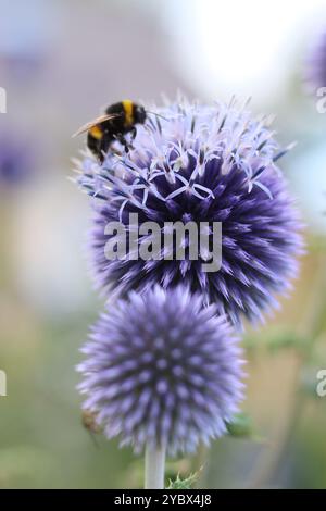 Bumblebee su un cardo globo blu in un giardino Foto Stock