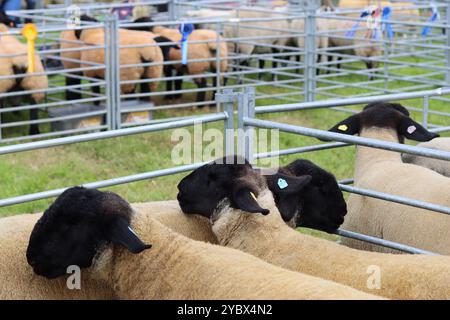 Pecore in recinti di giudizio in una mostra agricola di campagna Foto Stock