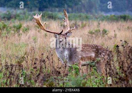 Fallow Deer Stag - Dama dama - Bushy Park, Londra Foto Stock