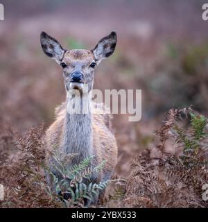 Cervo rosso femmina in piedi a Bracken, in cerca di allerta Foto Stock