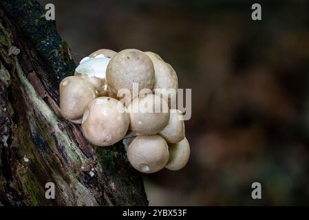 Puffball - Lycoperdon pyriforme - Growing on Dead Tree Foto Stock