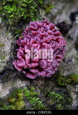 Purple Jelly Brain Fungus - Ascocoryne sarcoides, primo piano Foto Stock