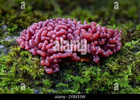 Purple Jelly Brain Fungus - Ascocoryne sarcoides, primo piano Foto Stock