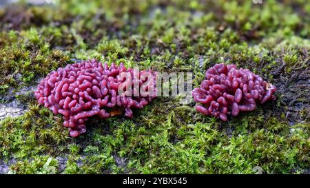 Purple Jelly Brain Fungus - Ascocoryne sarcoides, primo piano Foto Stock