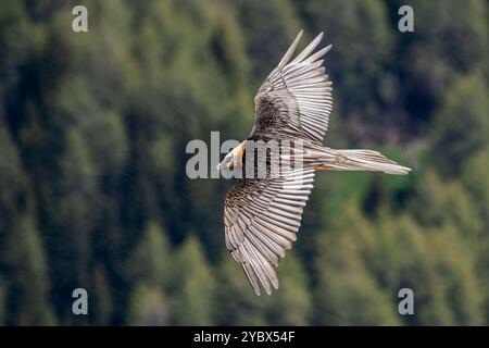 Avvoltoio barbuto adulto (Gypaetus barbatus), noto anche come lammergeier e ossifrage, preso dall'alto mentre sorvola la valle, le Alpi, italia. Foto Stock