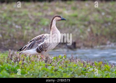 Oca cigno, Anser cygnoides, nel Gloucestershire Regno Unito Foto Stock