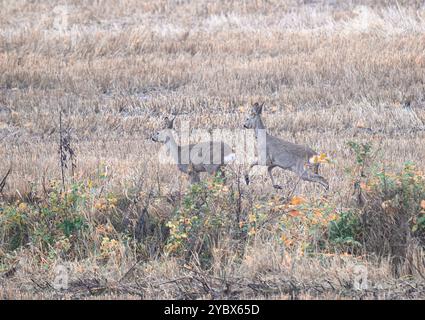 Due cervi che corrono sul campo agricolo. Foto Stock