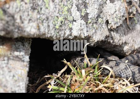 Vipera comune Vipera aspis Parco Nazionale Gran Paradiso Alpi Italiane Foto Stock