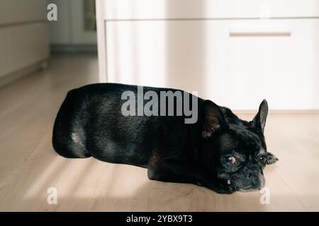 Il vecchio Bulldog francese sdraiato sul pavimento e sbadigliante. Il cane si sente assonnato. Foto di alta qualità Foto Stock