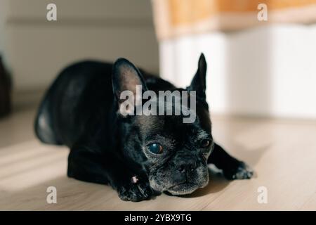 Il vecchio Bulldog francese sdraiato sul pavimento e sbadigliante. Il cane si sente assonnato. Foto di alta qualità Foto Stock