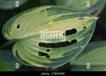 lumaca mangiato foglie di hosta Foto Stock