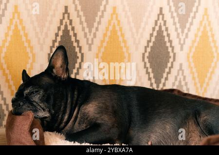 Il vecchio Bulldog francese sdraiato sul pavimento e sbadigliante. Il cane si sente assonnato. Foto di alta qualità Foto Stock