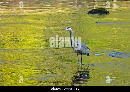 Heron grigio in fondali bassi (wader a gambe lunghe, becco appuntito, cacciatore predatore pesca, caccia in attesa di preda) - Yorkshire Dales, Inghilterra, Regno Unito. Foto Stock