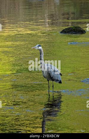 Heron grigio in fondali bassi (wader a gambe lunghe, becco appuntito, cacciatore predatore pesca, caccia in attesa di preda) - Yorkshire Dales, Inghilterra, Regno Unito. Foto Stock