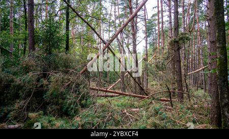 Scena nella foresta dopo la tempesta Foto Stock