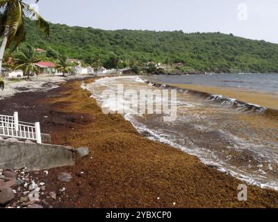 Spiaggia grande anse a Terre de Bas, les Saintes, recuperata in alghe brune sargassate. Le inondazioni di Sargassum danneggiano l'ambiente e l'industria turistica Foto Stock