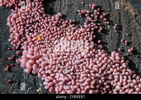 Fungo gelatinoso viola (Ascocoryne sarcoides) che cresce sul ceppo di alberi morti durante l'autunno, Inghilterra, Regno Unito Foto Stock