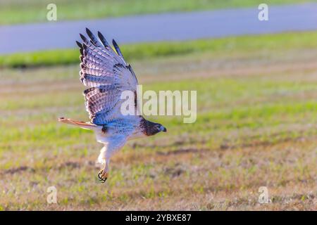 Il falco dalla coda rossa (Buteo jamaicensis) seduto sul campo dell'aeroporto Foto Stock