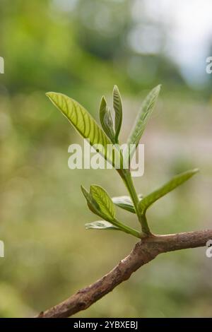 il primo piano di una giovane pianta di guava o germoglio cresce dal ramo dell'albero, piccolo albero o arbusto in rapida crescita comune nelle regioni tropicali e subtropicali Foto Stock