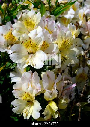 Macro di fiori di giglio peruviani bianchi e gialli (Alstroemeria aurantiaca) in Francia Foto Stock