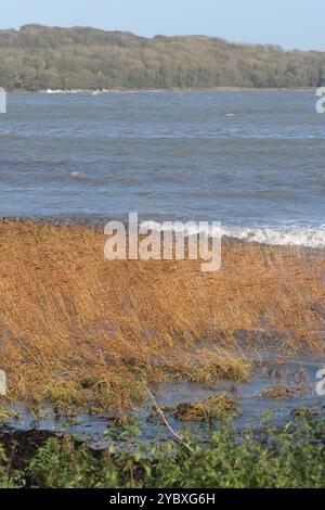 Canne comuni ( Phragmites australis ) che crescono a Garlieston, Wigtownshire, Scozia, sommersa dalla marea in arrivo - foto ottobre 2024 Foto Stock
