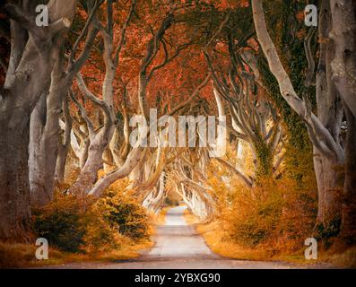 Una strada tortuosa che attraversa Dark Hedges nell'Irlanda del Nord Foto Stock