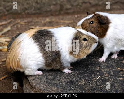 Primo piano di due cavie marroni e bianche (Cavia porcellus) sul terreno visto dal profilo Foto Stock