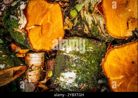 Autunno: Tronchi di un albero deciduo Foto Stock