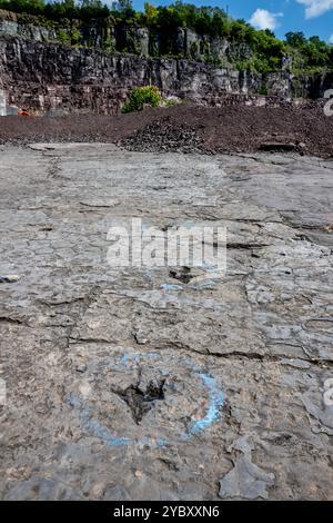 La cava di roccia con impronte di dinosauri dell'era Triassica apre per un fine settimana all'anno ai visitatori. Le impronte sono state trovate nel 1989 da un geologo al lavoro Foto Stock