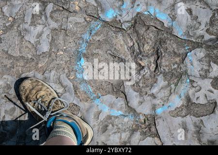 La dimensione del fotografo è di 7 piedi accanto a un'impronta di dinosauro per la scala. La cava di roccia con impronte di dinosauri dell'era Triassica apre per un fine settimana all'anno Foto Stock